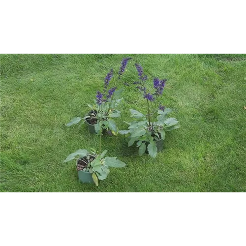 Salbei - Einpflanzen im Garten