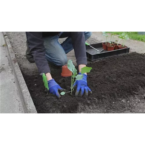 Brokkoli - Einpflanzen in ein Gemüsebeet