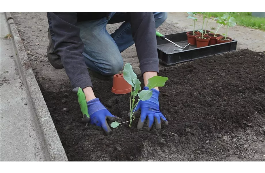 Der Nutzgarten kommt wieder