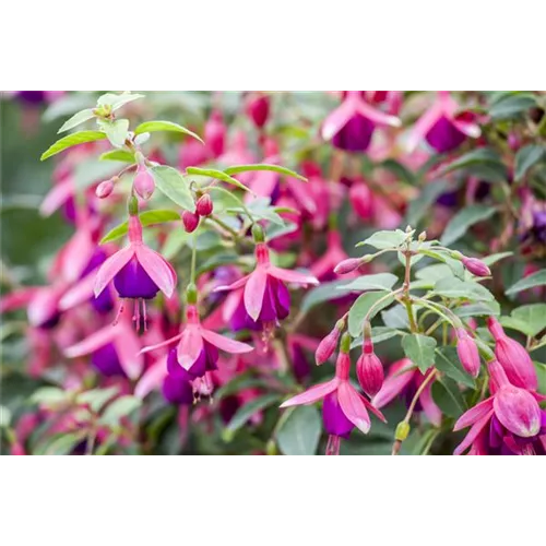 Fuchsien als Blickfang