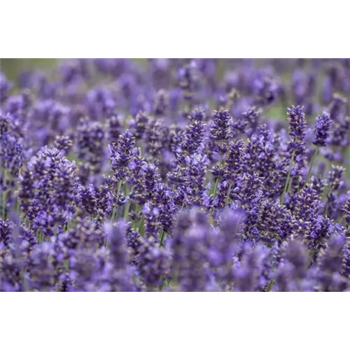 Lavendel - Pflegehinweise