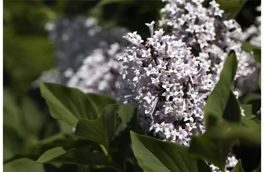 Gartenarbeiten im Mai