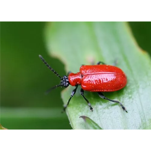 Auf Lilienhähnchen achten