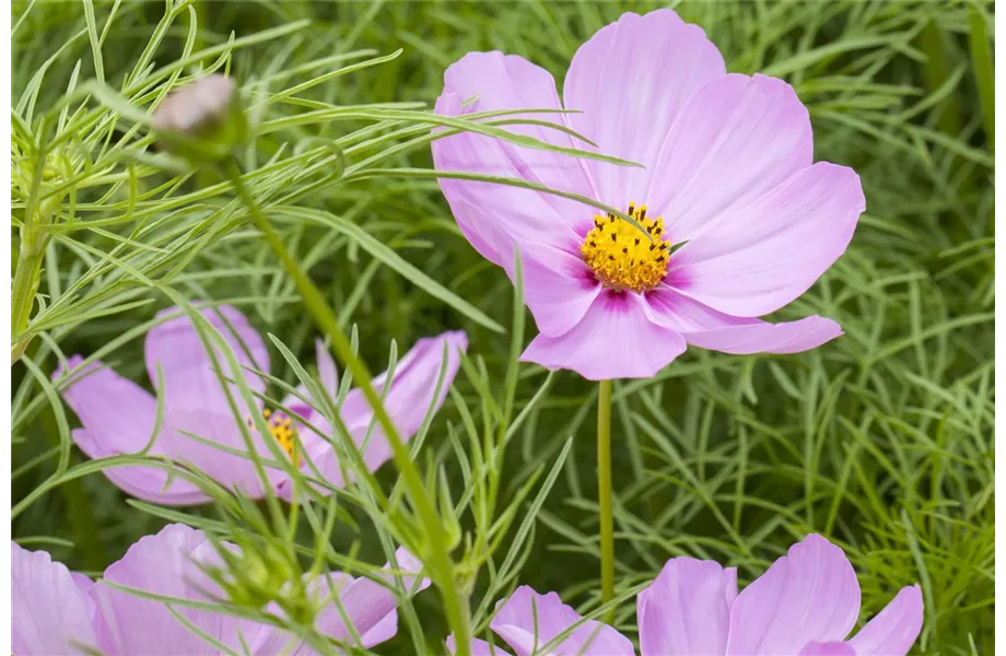 Die Top 8 der Sommerblumen