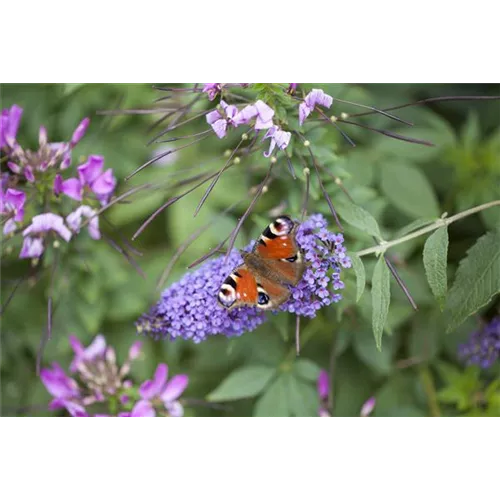 Schmetterlingsweide Buddleja