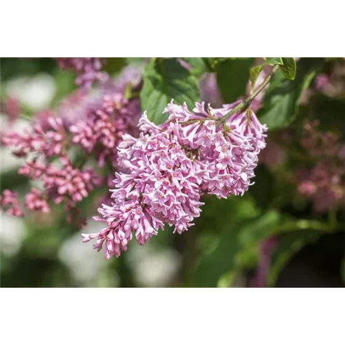 Fliederblüten ausbrechen