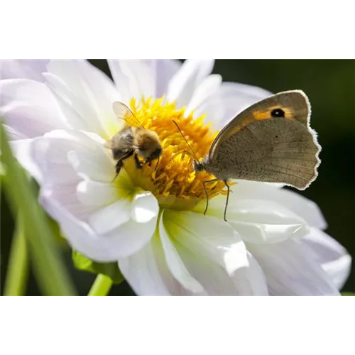 Bienenfreundliche Sommerblumen