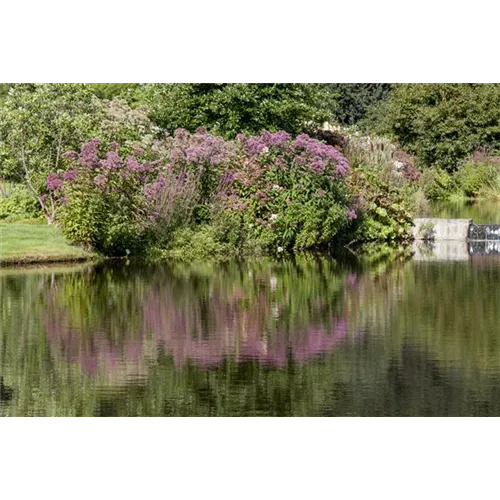 Natürliche Algenbekämpfung im Teich