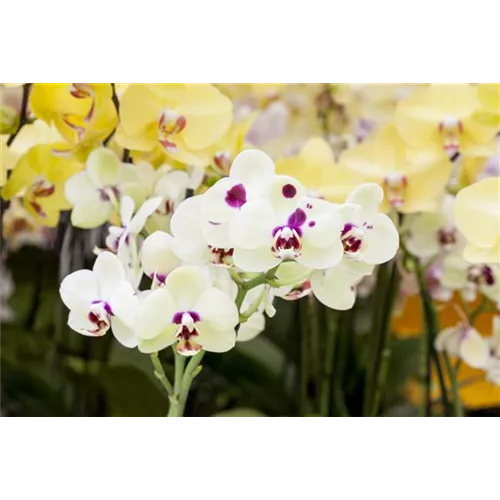 Orchideen: Freilandaufenthalt im Sommer