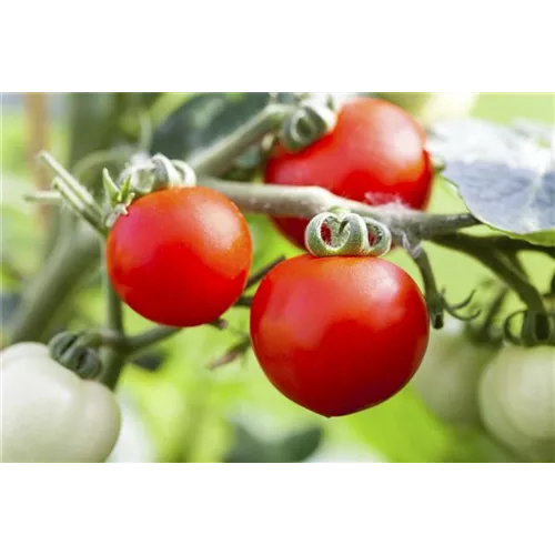 Tomaten: So geling Anzucht und Ernte