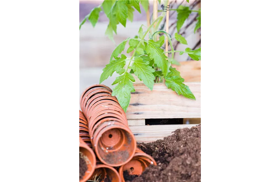 Tomaten: So geling Anzucht und Ernte