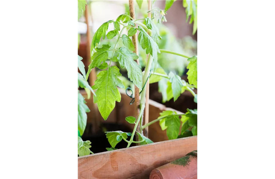 Tomaten: So geling Anzucht und Ernte