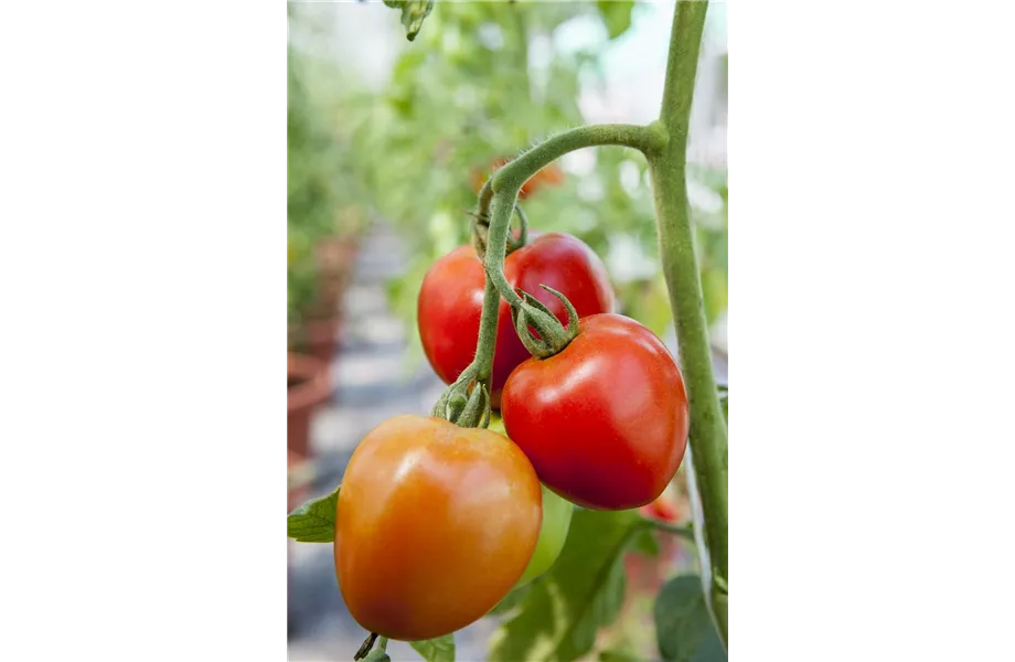 Tomaten: So geling Anzucht und Ernte