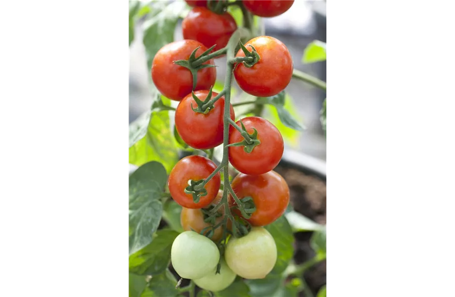 Tomaten: So geling Anzucht und Ernte