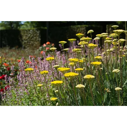 Staudengarten – Gestaltungshinweise