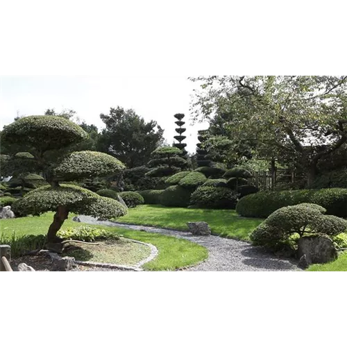 Gartengestaltung - Japangarten