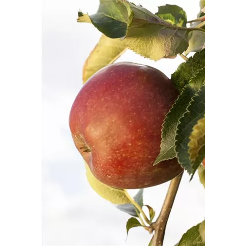 Sommerschnitt für Obstbäume 