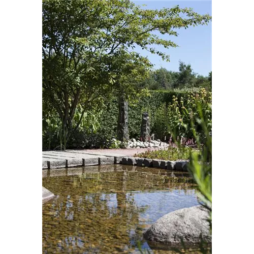 Der Wassergarten 