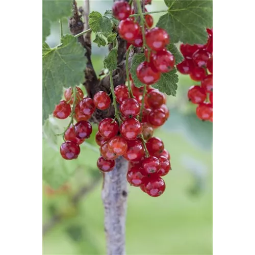 Johannisbeeren vermehren