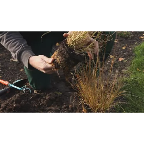 Gräser - Einpflanzen im Garten