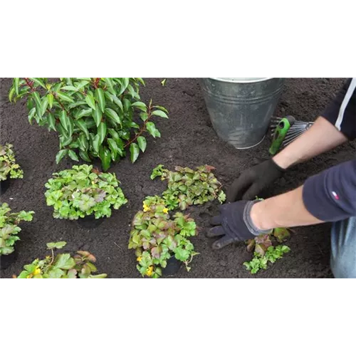 Golderdbeere - Einpflanzen im Garten