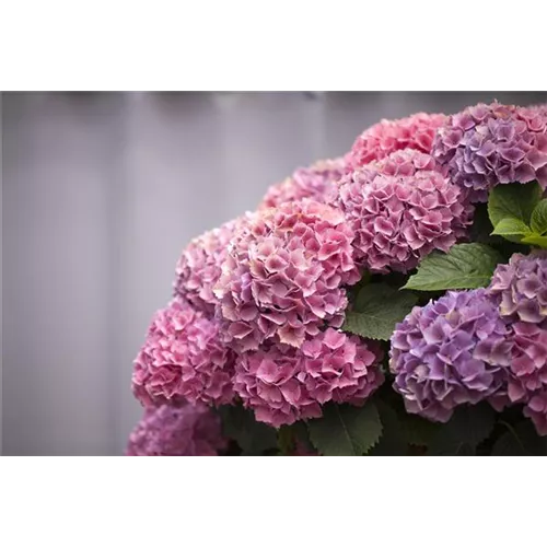 Die Hortensie im Garten