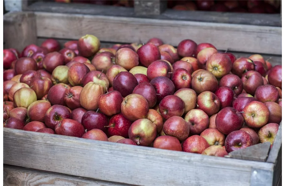 Sommerschnitt für Obstbäume 