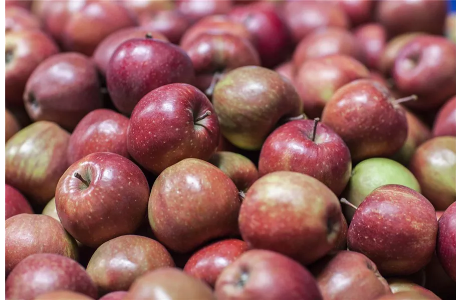 Sommerschnitt für Obstbäume 