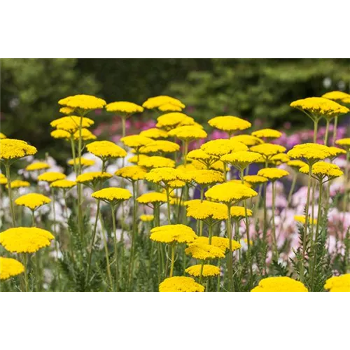 Der Landhausgarten: Unberührte Natur