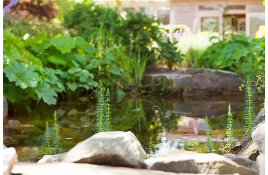 Schnell angelegter Gartenteich