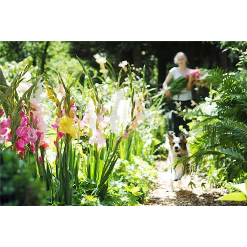 Schöne Blumen aus dem eigenen Garten