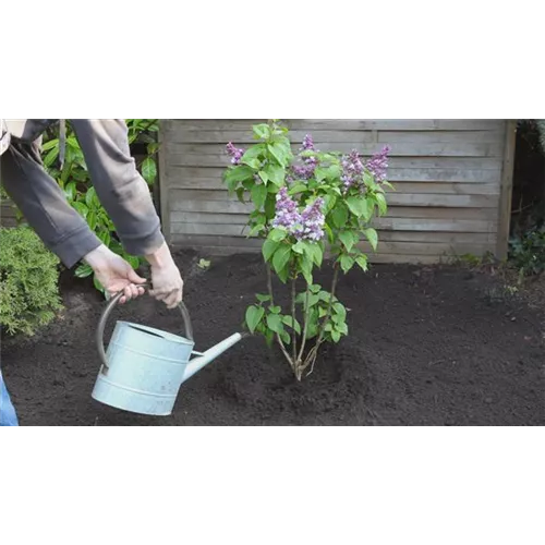 Flieder - Einpflanzen im Garten