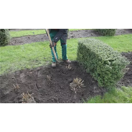 Dahlien - Einpflanzen im Garten