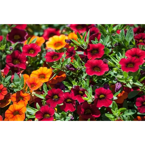 So blüht Balkon und Garten im Sommer auf!