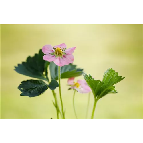 Erdbeeren setzen