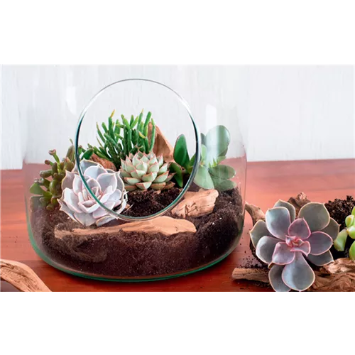 DIY-Tipp Oktober: Sukkulenten-Terrarien