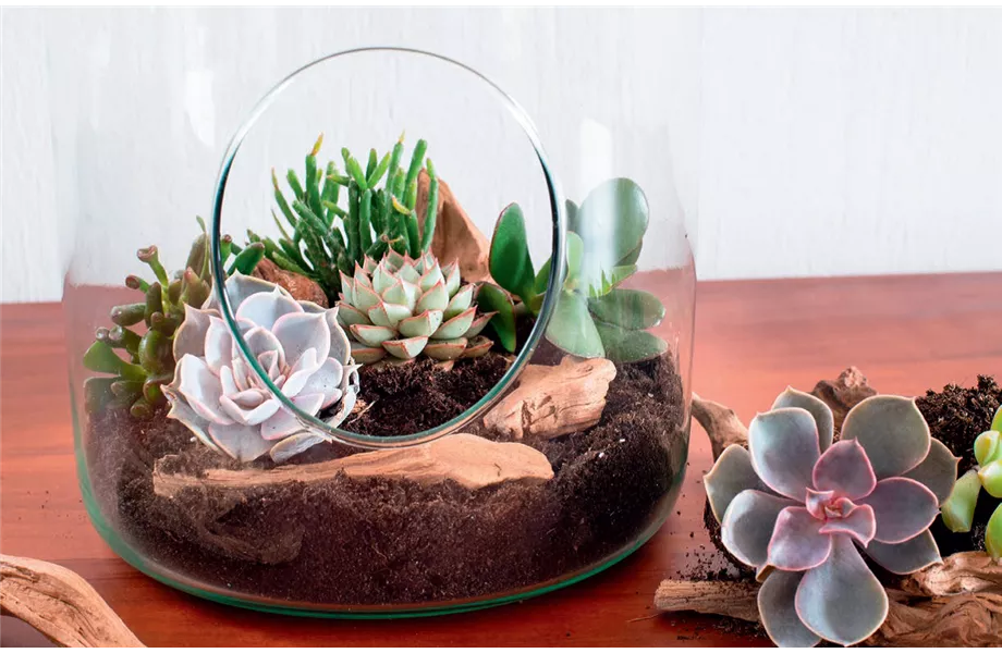 DIY-Tipp Oktober: Sukkulenten-Terrarien