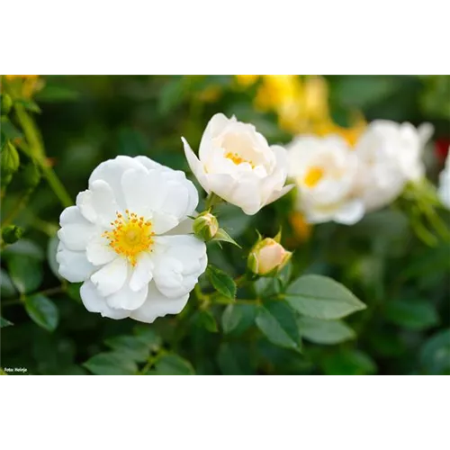 Insektenfreundliche Rosen und ihre Begleiter