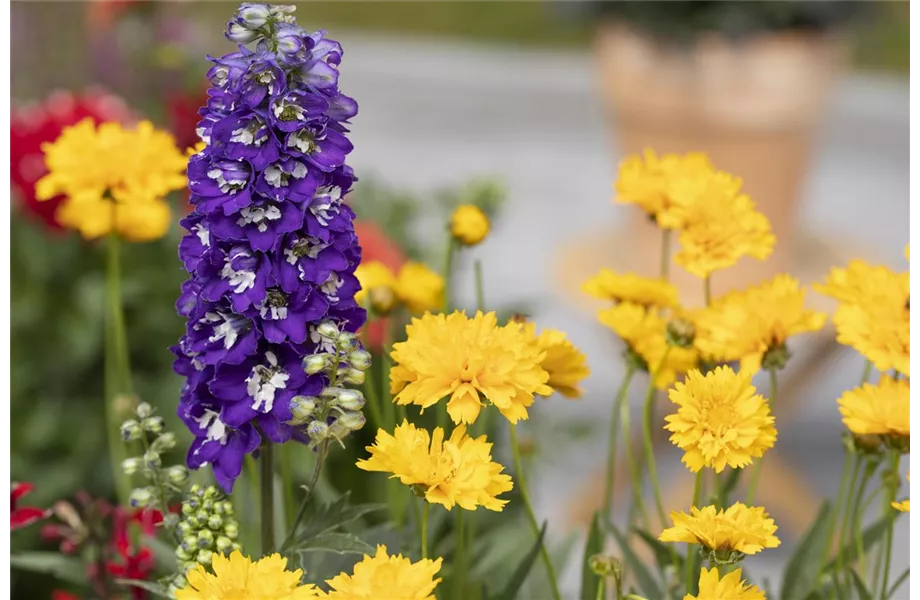 Insektenfreundliche Rosen und ihre Begleiter