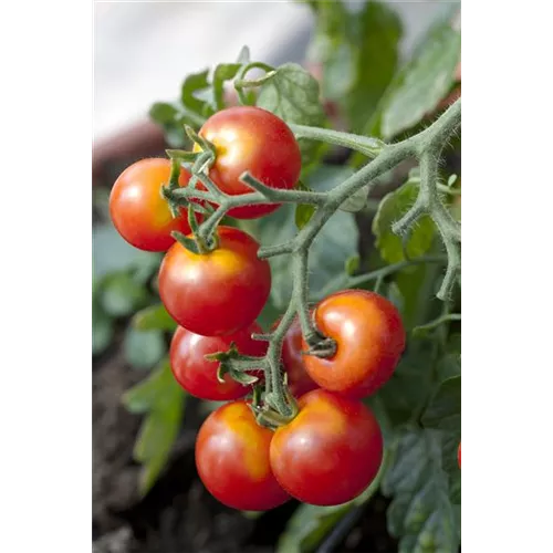 Platzende Tomaten