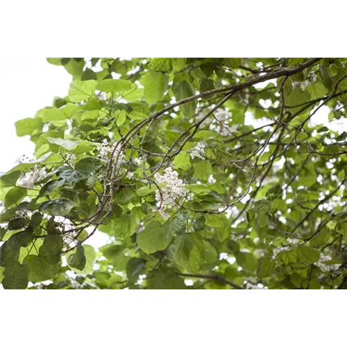 Gartenpflanzen schneiden