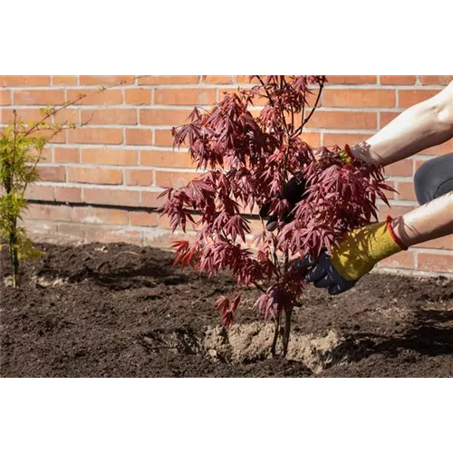 Frühjahrsputz im Garten