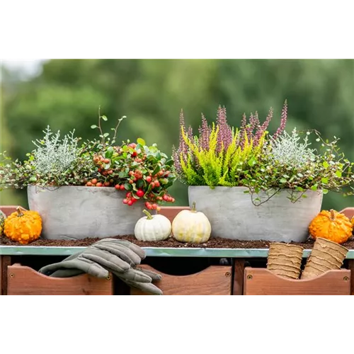 Der schöne Balkonkasten im Herbst