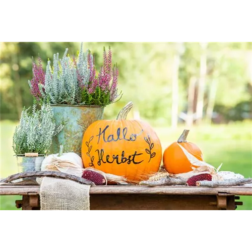 Herbst auf den Balkon holen