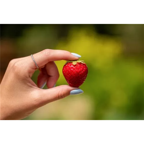 Erdbeeren schneiden