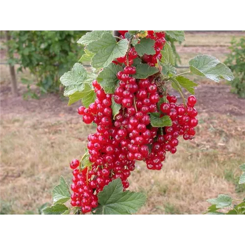 Johannisbeeren im Kübel