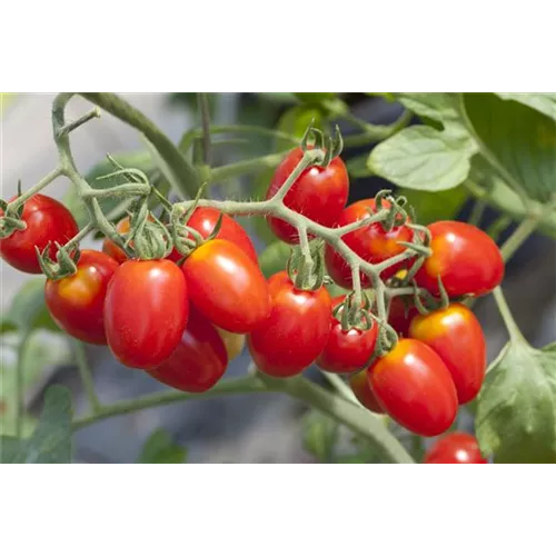 Tomaten ausgeizen