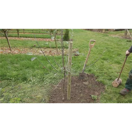 Apfelbaum - Einpflanzen im Garten