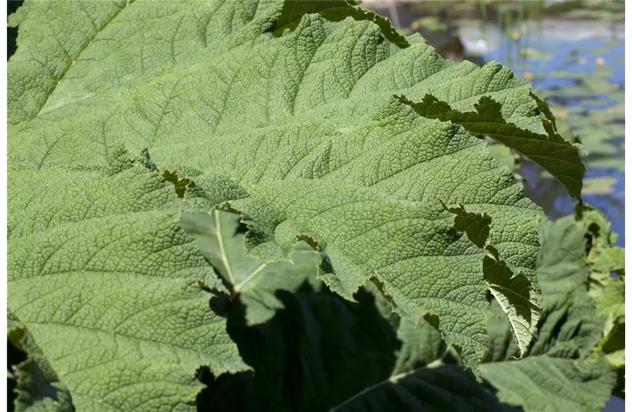 Die Exoten im Garten