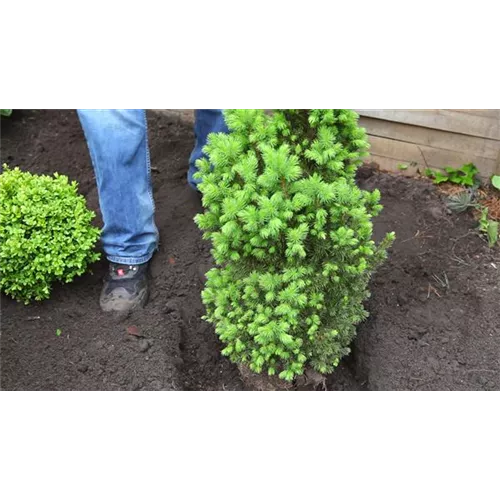 Zuckerhutfichte - Einpflanzen im Garten